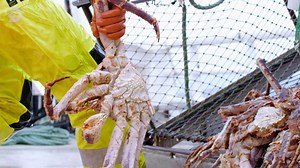 551K views · 7.7K reactions | As Co-Captain Jake Anderson takes the wheel temporarily during Sig Hansen's absence, the crew manage to reel in huge red king crabs. | Discovery Channel Australia | Facebook