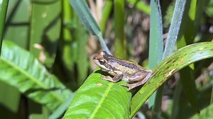 Tonight we visited Lynbrook to meet some Beautiful Friends and record their calls for Frog ID 🐸 This Magnificent Southern Brown Tree Frog friend was listening very politely to a Common Eastern Froglet neighbour having a Big Yell! | Stickyfrogs