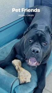 16K views · 868 reactions | Castle Been Castling For Almost 18 Months. #CastleTheCorso | Marcus Tanksley | Facebook