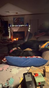 I “borrowed” OLIVE as a playmate for CHARLOTTE for four hours yesterday and all day today, including tonight. CHARLOTTE will be so happy she has a roommate tonight. | Buck Teeth Boarding