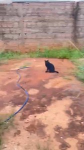 1K reactions · 121 comments | Depois de ser abandonada em um brejo, no meio do nada, uma pessoa de bom coração passando pelo local a ouvindo latindo(chorando) e me pediu ajuda para a resgatar. | Dionisio Protetor II | Facebook