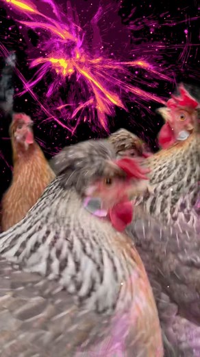 Chicken disco! The girls had a bit of a party last night 😂 #Party #Celebrate #Celebration #newyear #disco #partynight #fireworks #funny #crazychickenlady #ilovemychickens #chicken #chickens #chickensofinstagram #hensofinstagram #chickensaspets #raisingchickens #chickenkeeping #spoiltchickens #petstagram #petsofinstagram #chickenlife #birds #birdsofinstagram #animalhusbandry #backyardchickens #pethens #happyhens #chickenfriends #chickenjoy #mypet | Eggs and Fluff