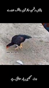 #Aseel #treatment | CinemaVibe