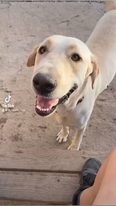 You may think that there is nothing wrong with this…. but letting a dog lick you in the face could be very costly…. Alonzo said he charges 50€ and will accept cash or card 🤣 *AVAILABLE FOR ADOPTION* | Dog & Cat Rescue - Almeria to UK