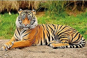 Poster – Majestic Tiger – Picture Decoration Panthera Tigris Jungle Predator Wildcat Wild Big Cat Animal Rainforest Bali India Image Photo Decor Wall Mural (55x39.4in - 140x100cm)