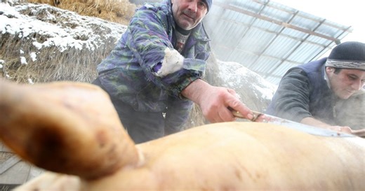 Tradiții de Crăciun, din moși-strămoși. Tăierea și prepararea porcului în Munții Apuseni VIDEO