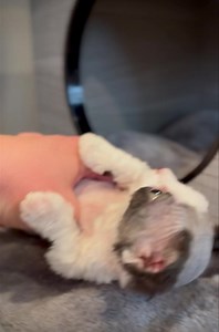 42K views · 43 reactions | #Minskin Caturday cuteness!! 殺 #minskinkitten | Lilnudists Sphynx & Bambino Cattery | Facebook