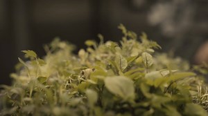 Passionate about food and cooking? Improve your culinary skills as a Chef in the Navy. You’ll gain formal qualifications to prep and cook for an entire ship and keep your crew well fed. https://bit.ly/2HxXnov | ADF Careers