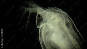 Daphnia under a microscope on a black background. Microscopic movement of a small life. The movement of internal organs of aquatic organisms.