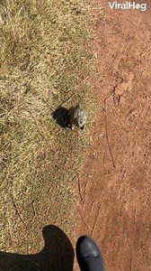 This frog woke up and chose violence 🤣🐸🥊 #viralhog #frogs #fail #humor | ViralHog