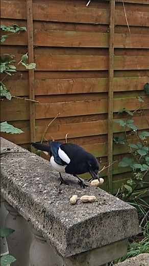 Magpie Grabbing a Monkey Nut in Slow Motion (Part 2) 🥜