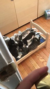 3.6M views · 53K shares | That sigh of relief when you check on the children and they're sound asleep in bed. *************** For inquiries about licensing this video, please contact licensing@break.com. | Kitten Lady | Facebook