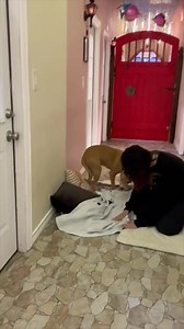 If you’re not totally in love with Haylow, we probably aren’t friends… | Mount Pleasant Avenue Premier Canine Villas & Spa