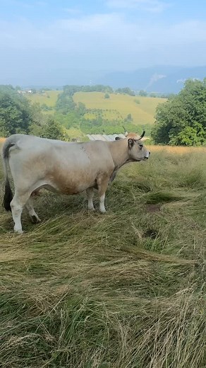 Petit aux Filles 🥰 #fermerodet #agriculture #passion #pourtoi #aubrac #farming | Sebastien Rodet