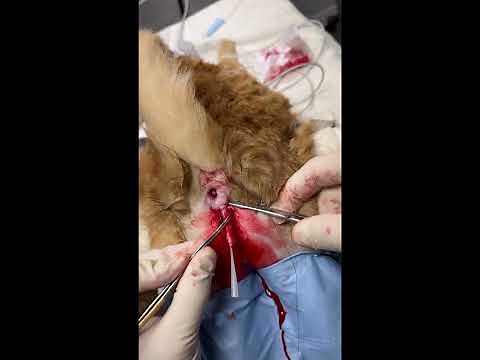 The Blocked Tom - Male Feline Perineal Urethrostomy Surgery PU, Edited Version