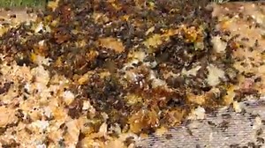 15 reactions | I've been asked about robber bees (honey bees that are robbing out another hive) and how to tell good flow of bees in and out of a hive and robbing. Here is a video of my own bees cleaning up (robbing) crushed honey combs. Look for honey bees fighting. You may also see a wasp and carpenter bee in the fray.The cleaned wax gets melted and re-purposed. | Bartlett Bee Whisperer | Facebook
