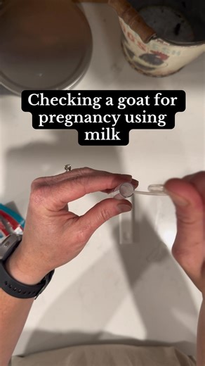 Goat pregnancy test using milk instead of blood. #pregnostx #goats #babygoats #smallfarm | Robards’ Little Farm