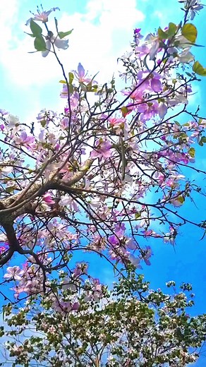 Hoa ban xào thịt, đặc sản của núi rừng Tây Bắc #hoa #hoaban #hoabanxao #trieuview #hot #xuhuong #thinhhanh #dacsantaybac #maitaybac | MAI TÂY BẮC