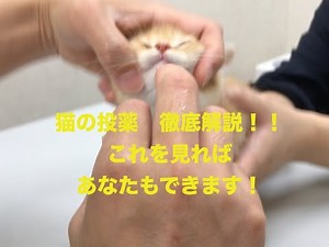 猫の投薬方法！！【獣医師が解説】これを見ればあなたもできる！