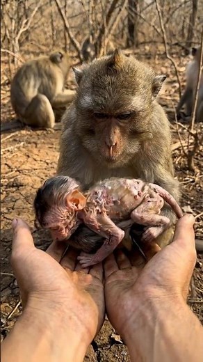 "I can't see His Pain HELP ! " Monkey begged for her baby - #Shorts