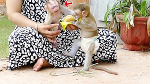 OH my god! Jerry very naughty drag Sara ear so hurt to warn her not to eat cake with him | Monkey Daily