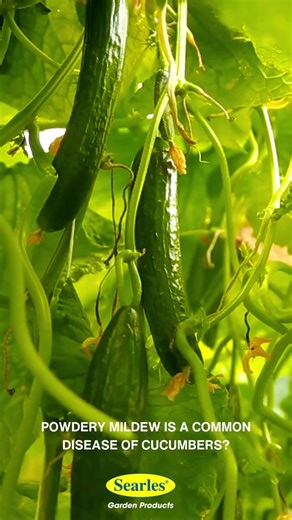 15K views · 108 reactions | Dealing with Powdery Mildew on Cucumbers...