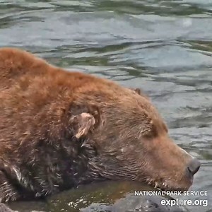 52K views · 5K reactions | THIS 747 IS CLEARED FOR LANDING. Introducing your 2022  Fat Bear Week champion. | explore.org | Facebook