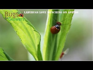 Biological Control of Insect Pests with Natural Enemies