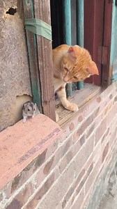 Stail tom and jerry tu 🤣 | Sam Lim Media