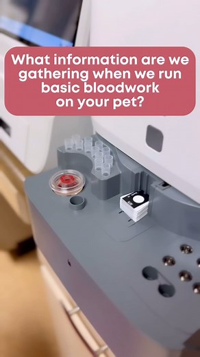 Has your veterinarian ever recommended running bloodwork to help figure out what’s going on with your pet? 💉🩸Did you understand what they were looking at and why? In clinical practice, especially in urgent scenarios, we are not always able to take the time to explain what bloodwork tells us until we have run it and have results. 🦴🦴🦴🦴🦴🦴🦴🦴🦴🦴🦴🦴🦴🦴🦴🦴🦴🦴🦴 Well no more! Below is a brief explanation of what a general CBC/Chemistry panel tells us and what we as your veterinarians lear