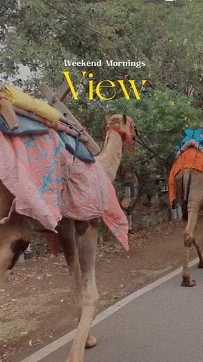 Weekending in Bhopal 🖤 #viraltemplate #reeltemplates #bhopal_the_city_of_lakes #bhopal #bhopal #bhopali #BhopalHeritageWalk #HeritageBhopal #apnabhopal | Heritage Bhopal