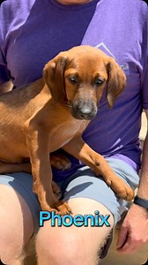 23 reactions | Adopt one of Tori’s pups! 11 week old Australian cattle dog/beagle mixes. Go to our website aforeverhome.org #puppies #northernvirginia #dmvpups #adoptadog #puppiesforadoption | A Forever Home Rescue Foundation | Facebook