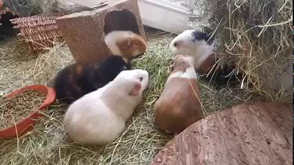 8.2K views · 2K reactions | Lunch with Caramel, Quincy, Treacle, Peanut and Fudge | Cavy Corner | Facebook