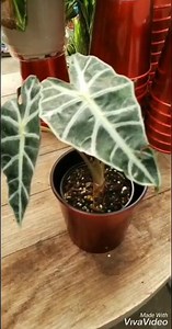 Let's talk about Green house plants with Eli. | The Plant Gallery