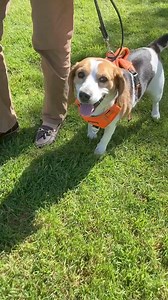 Little Mavis had a meet and greet this morning! We are keeping our paws crossed for some positive feedback! 💜 | Staffie and Stray Rescue