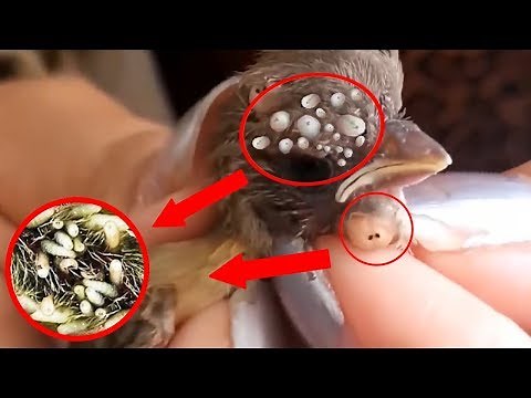 Birds Rescue! Baby Birds Botfly Larva Removal - Mangoworms Cuterebra Infection