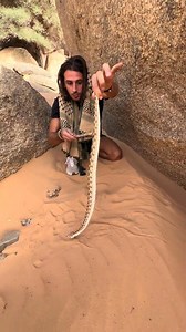 193K views · 4K reactions | Serpent mortel du Sahara #Sahara #france #wild #wildlife #reptile #snake #serpent #nature #voyage Instinct Sauvage | ImSolal | Facebook