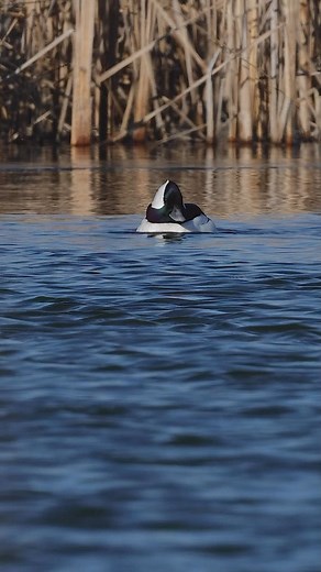 Drake bufflehead on the prowl! 🎥: @matthewryan4306 #presleysoutdoors #duckseason2023 #waterfowlhunting #wedowhatwesell #mallards #pintails #waterfowlstore #illinoishuntingstore #illinoisoutdoorstore #buffleheads #drakes #ducks #divers #buffies | Presleys Outdoors