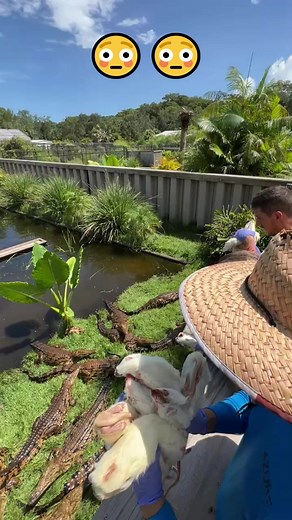 Crocodile Feeding Frenzy! 😲 #crocodile #feeding #frenzy #wow #reels #viral | Brian Barczyk