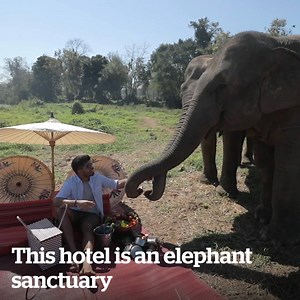 This hotel lets you stay with elephants 🐘 | Lovimals