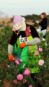 Delicate hands, hearts infused with the scent of roses. In Kalaat M’Gouna, women don’t just pick flowers — they gather the soul of life in every sack of petals. A tribute to beauty passed down through generations. 🎬🎥✨ | Yozamedia Prod