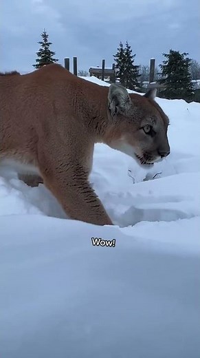 Dating Hot MILFs & Cougars: The Secrets to Connecting with Mature Women ????