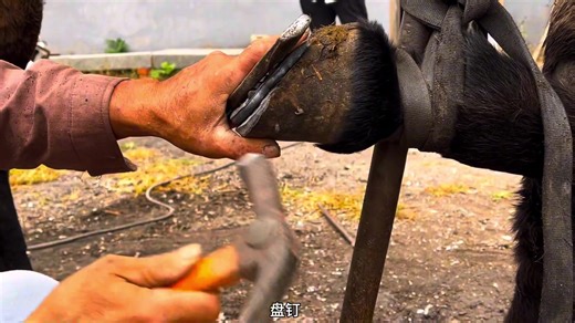 Folk farrier: trimming mules' hooves with sickle and hoof grinder | Hoof Farrier