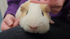 9K views · 1.3K reactions | Friday night relaxation with Smores | Cavy Corner | Facebook