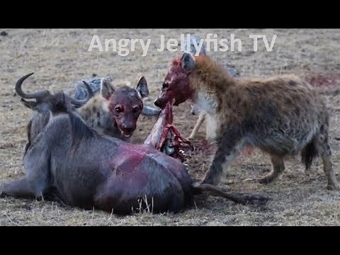 #13 UNCENSORED 18+ eaten ALIVE - 2 Hyenas eating wildebeest brutally - Screaming - live feeding