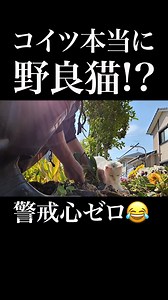 白い野良猫が庭仕事を邪魔する理由と懐かせるコツ