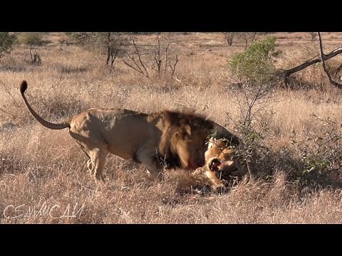 Male Lions with Aggressive Behaviour