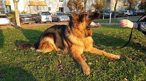 Me in Slow Motion | EVO the German Shepherd