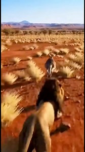 10K views · 18 reactions | Lion Chases a Monkey… Then an Elephant Steps In 女#Wildlife #Nature #animalrescue | SoothingSouls | Facebook