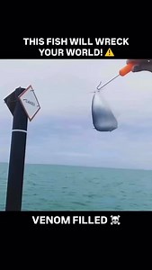 TOP 10 📈 DANGER!! ⚠️ Watch your fingers!! Leather Jack on a sabiki rig... Have you ever caught a Leather Jack or been STUCK by one?? NOTHING BUT A BAD TIME ☠️ The term “leatherjacket fish” refers to several fish species, but in the context of poison, it most commonly refers to the venomous spines of the Leatherjacket (Oligoplites saurus) species. These spines, found on the dorsal and anal fins, can inflict a painful sting with venomous glands. While not usually fatal, the sting can cause intens